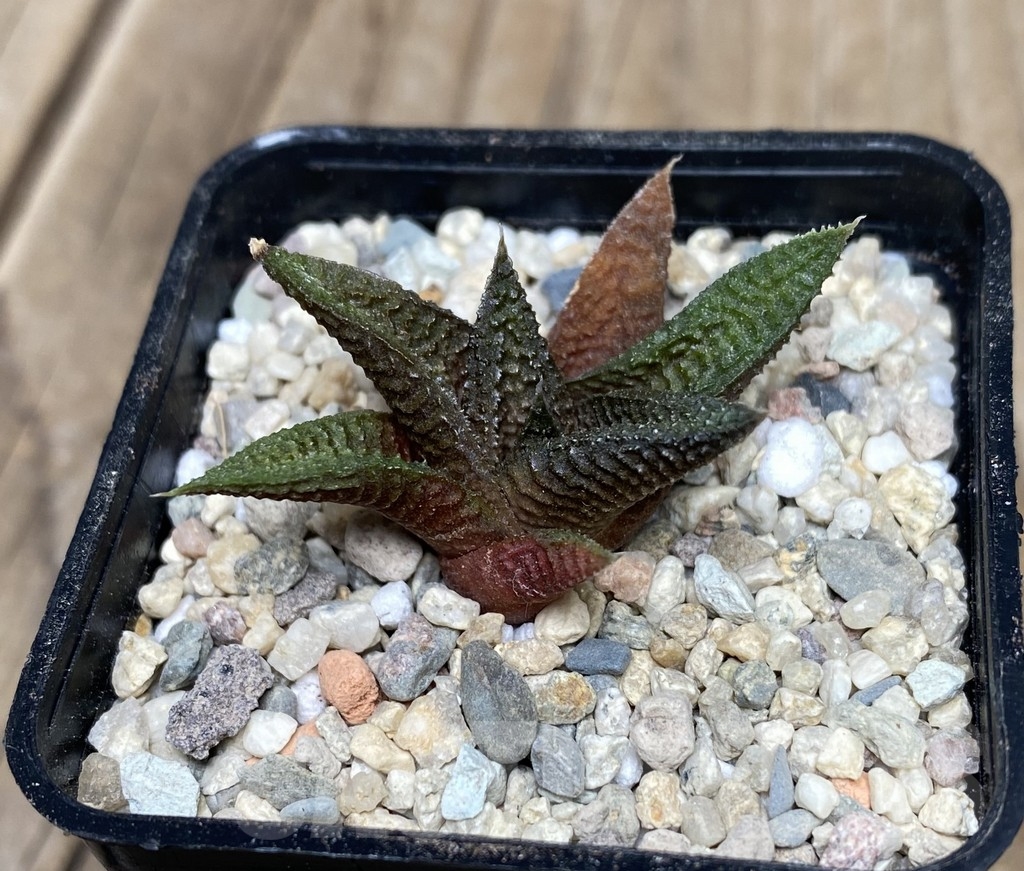 VVG18057 Haworthia koelmaniorum x limifolia - Image 3