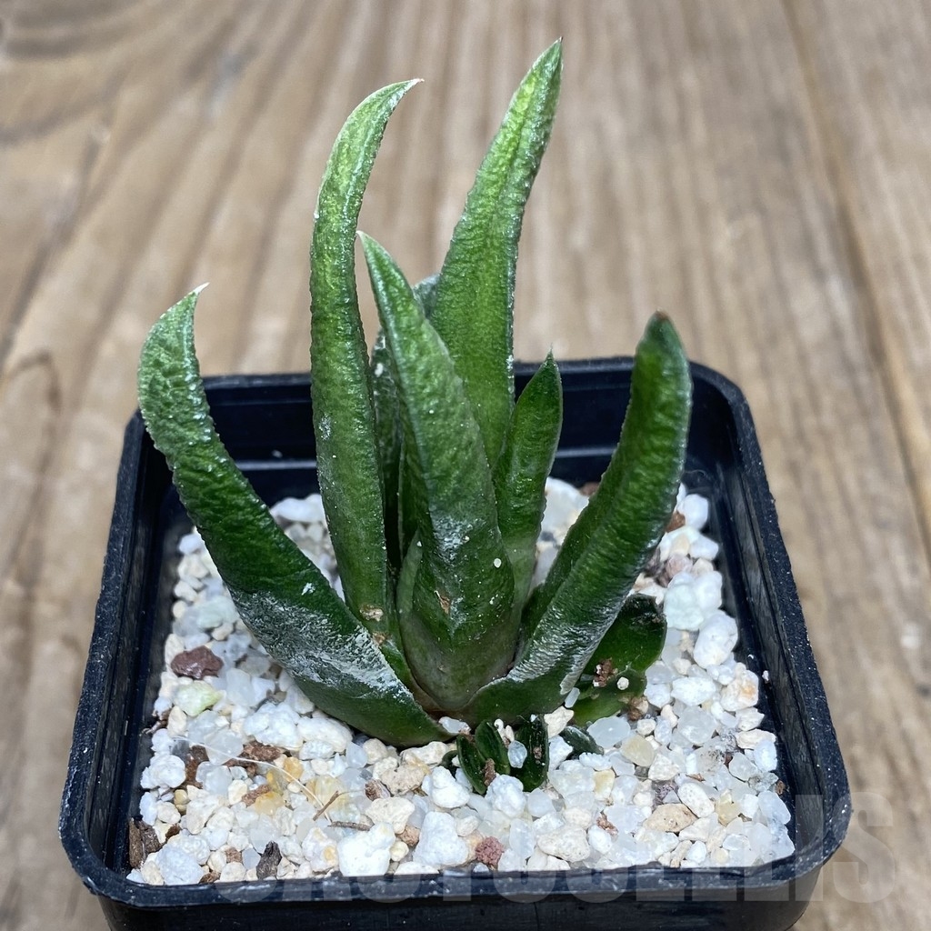 VVG18058 Haworthia scabra v. morisae -Koos Raubenheimer Dam-