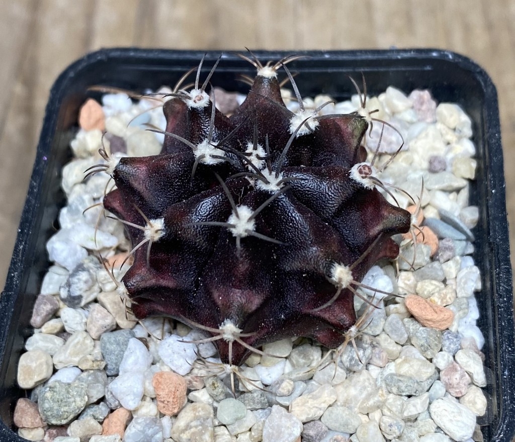 VVG18059 Gymnocalycium mihanovichii ‘Hibotan Purple’