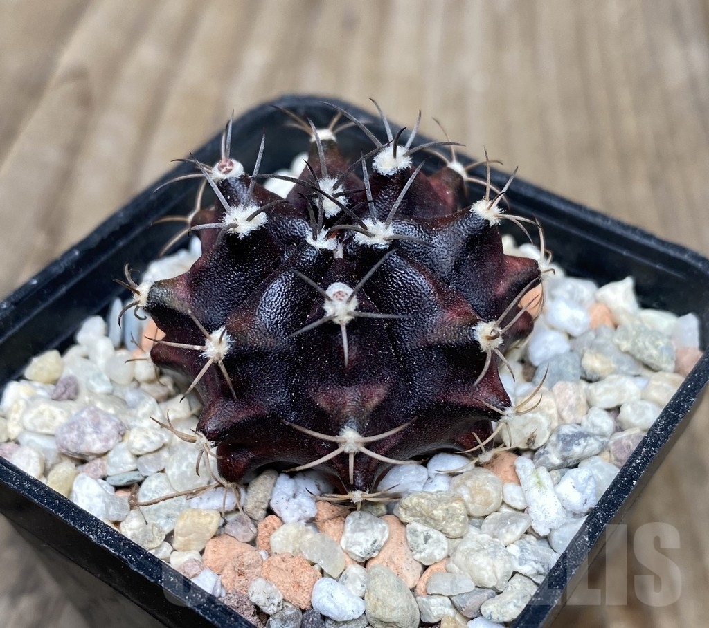 VVG18059 Gymnocalycium mihanovichii ‘Hibotan Purple’ - Image 2