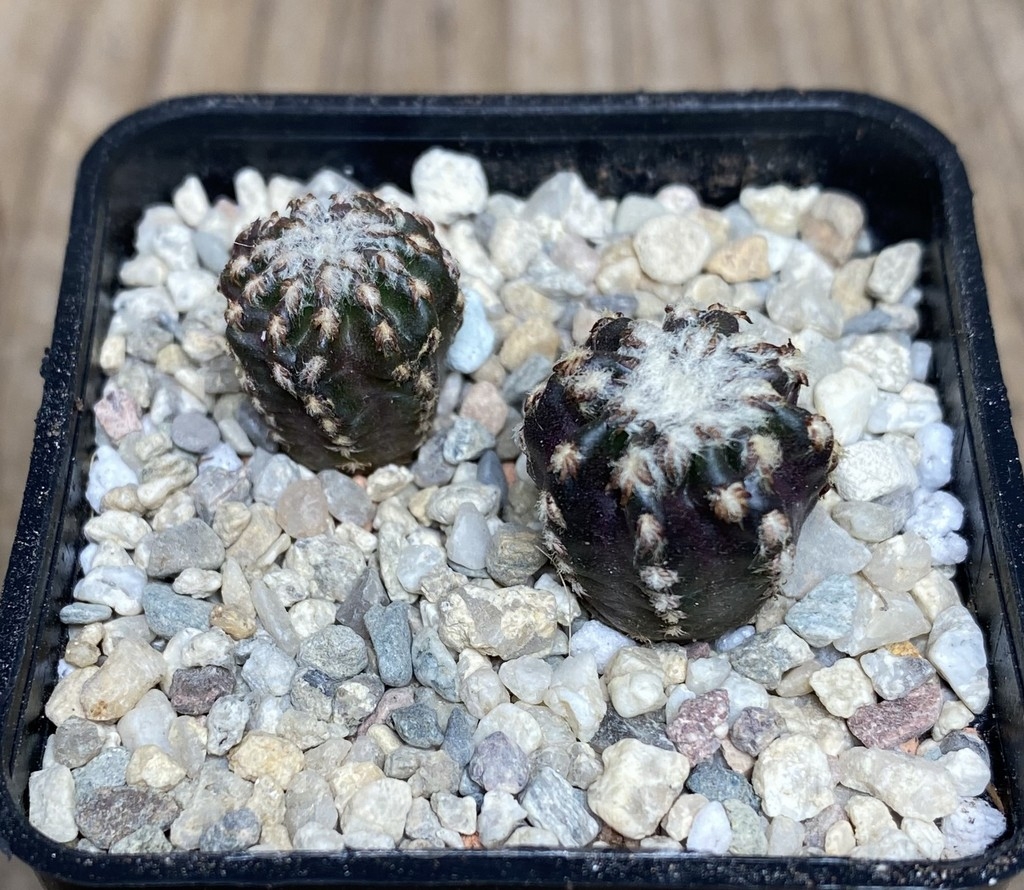 VVG18060 Discocactus horstii two plants