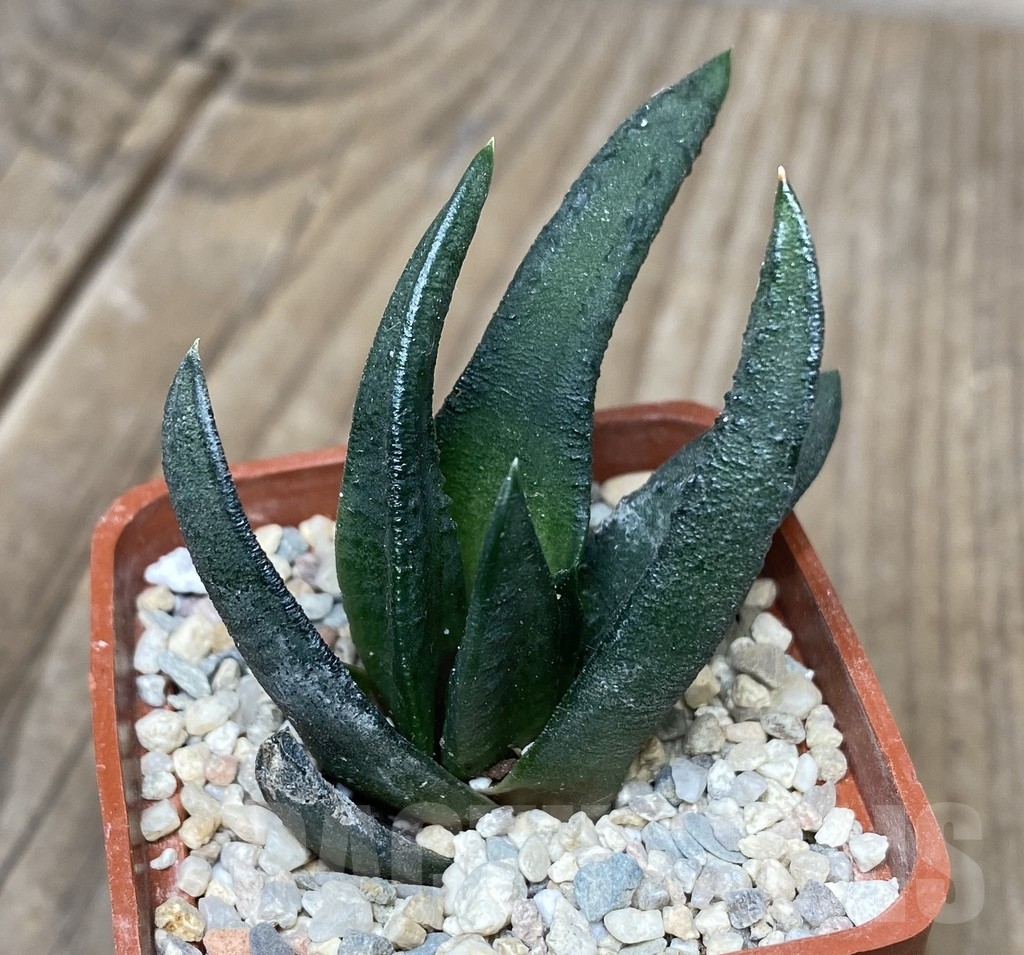 VVG18062 Haworthia scabra v. morisae x scabra ES - Image 2