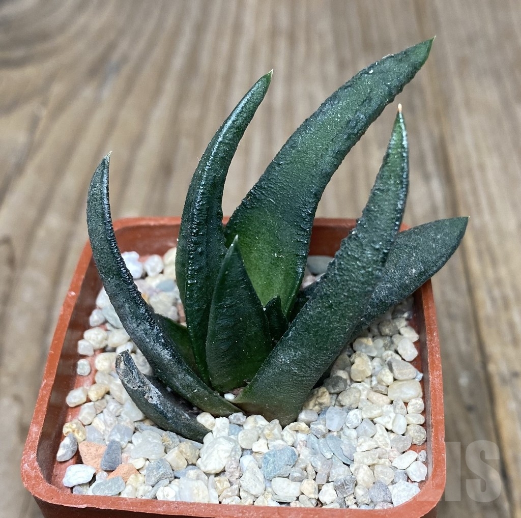 VVG18062 Haworthia scabra v. morisae x scabra ES