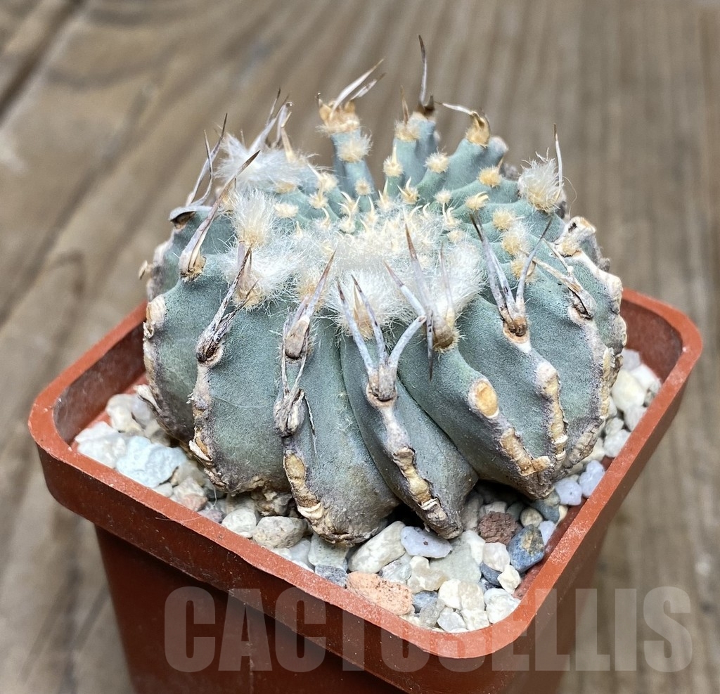 VVG18064 Geohintonia mexicana your roots