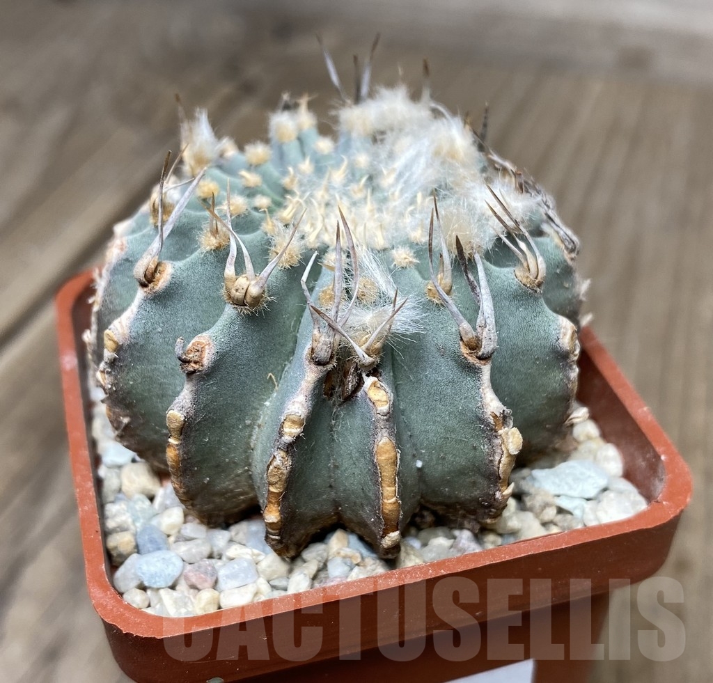 VVG18064 Geohintonia mexicana your roots - Image 2