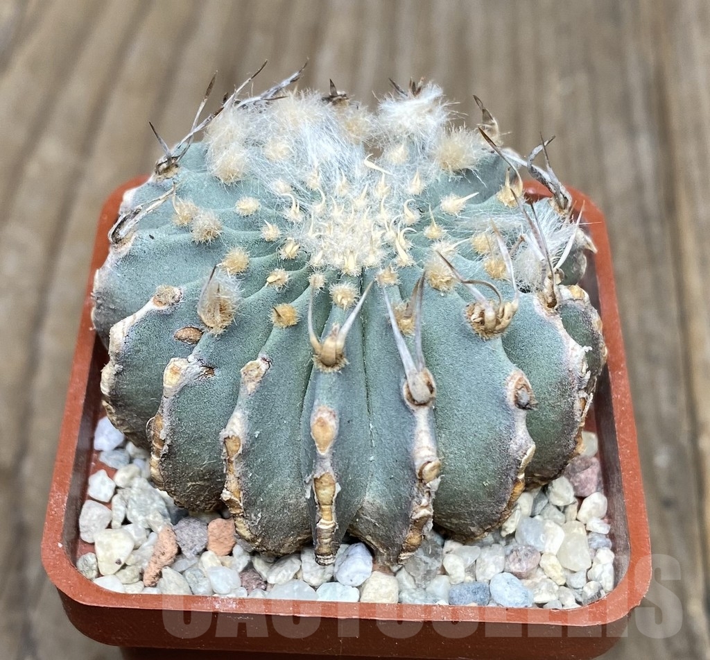 VVG18064 Geohintonia mexicana your roots - Image 3