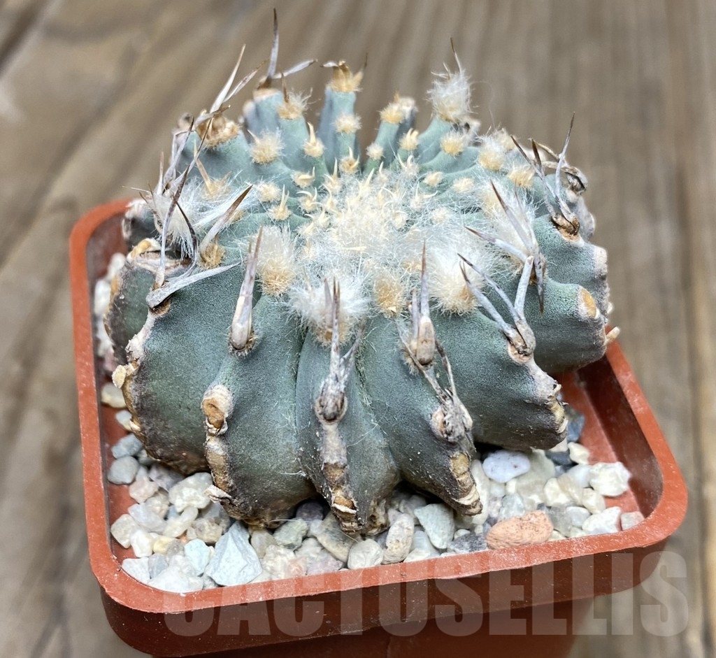 VVG18064 Geohintonia mexicana your roots - Image 4