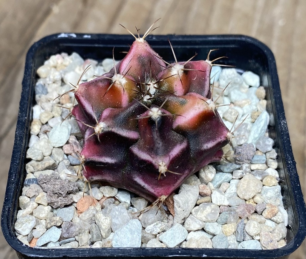 VVG18065 Gymnocalycium mihanovichii ‘Root Beer’