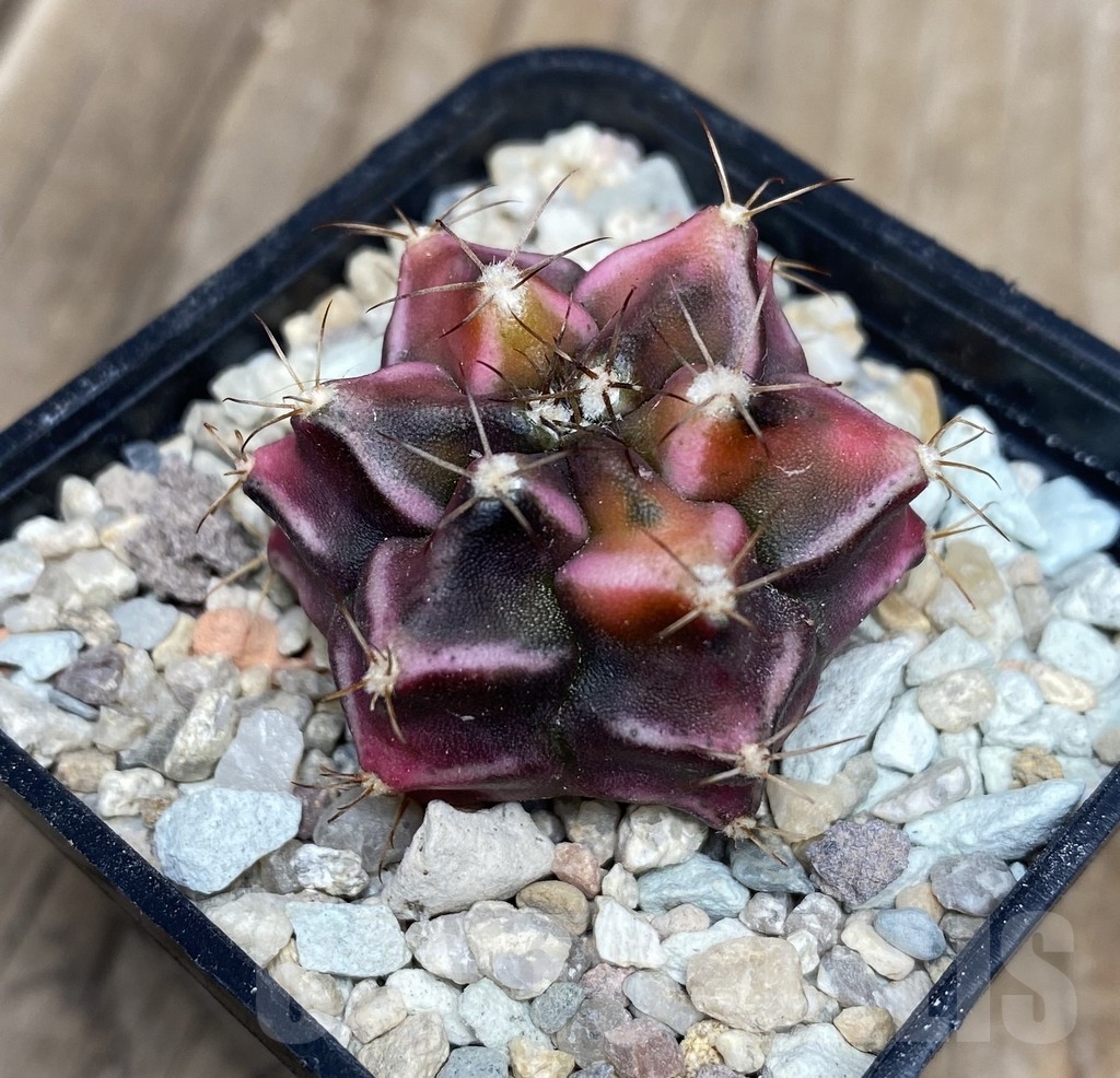 VVG18065 Gymnocalycium mihanovichii ‘Root Beer’ - Image 2