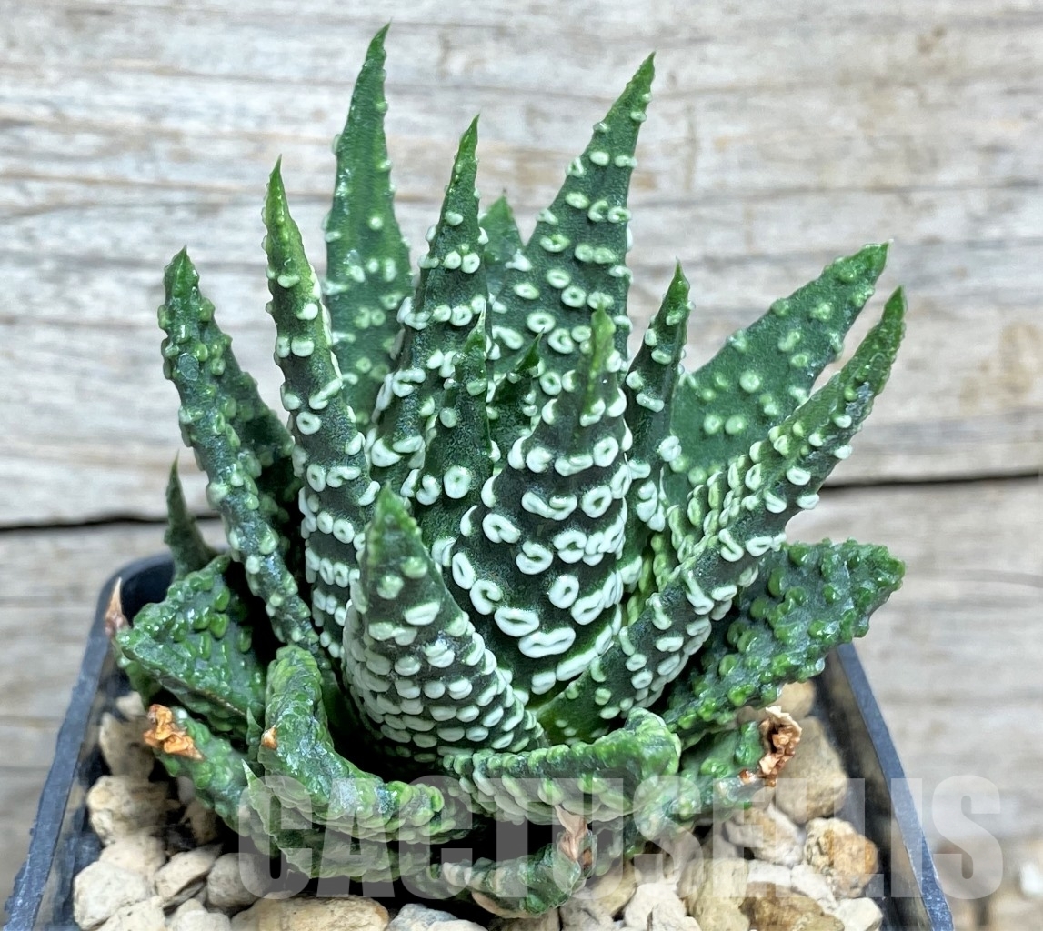 SHPR17133 Haworthia pumila 'Donut'