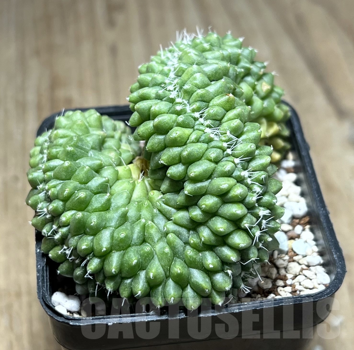 SHPR18000 Mammillaria spinosissima ‘Uno Pico’ f. cristata
