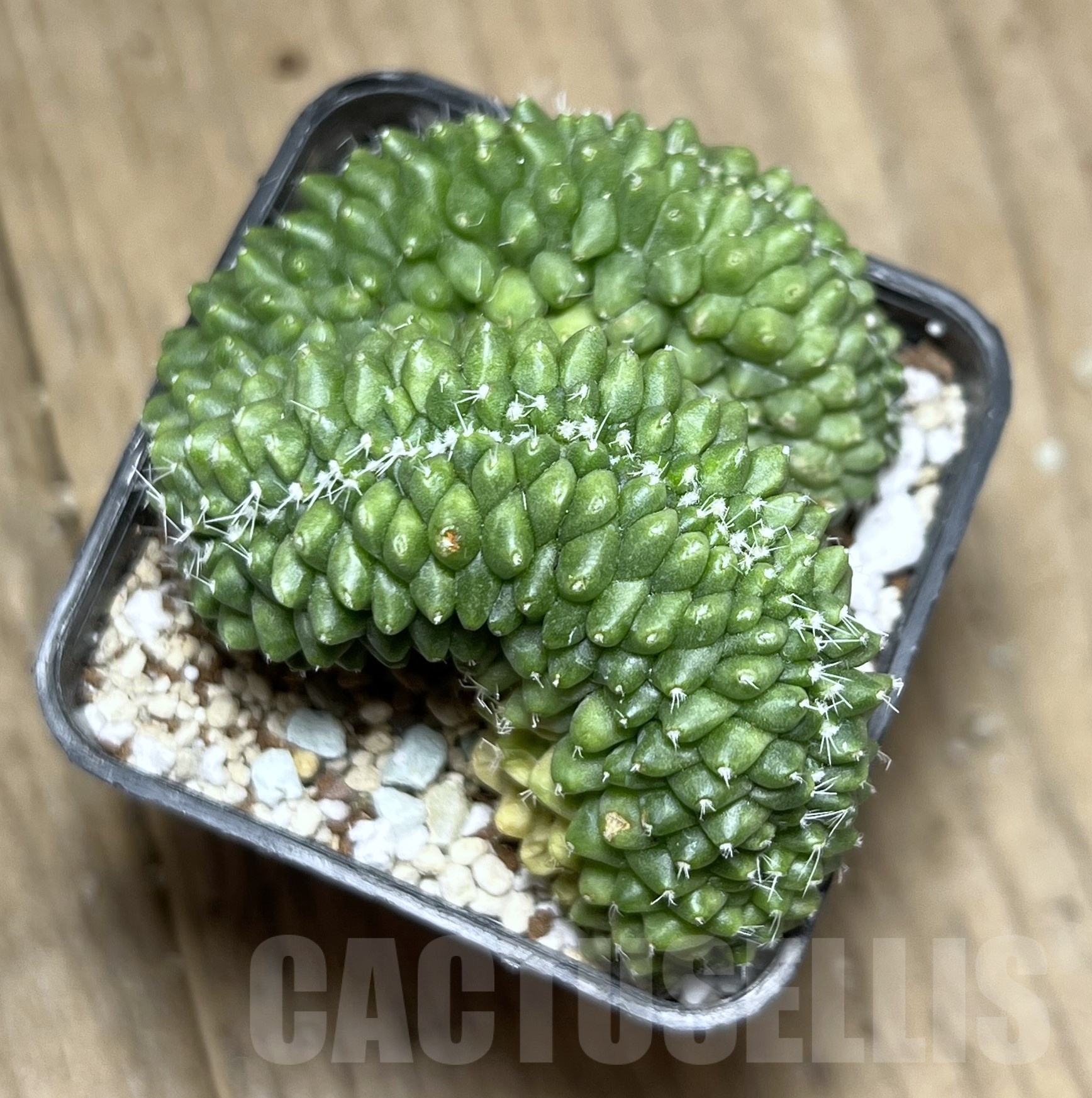 SHPR18000 Mammillaria spinosissima ‘Uno Pico’ f. cristata - immagine 2