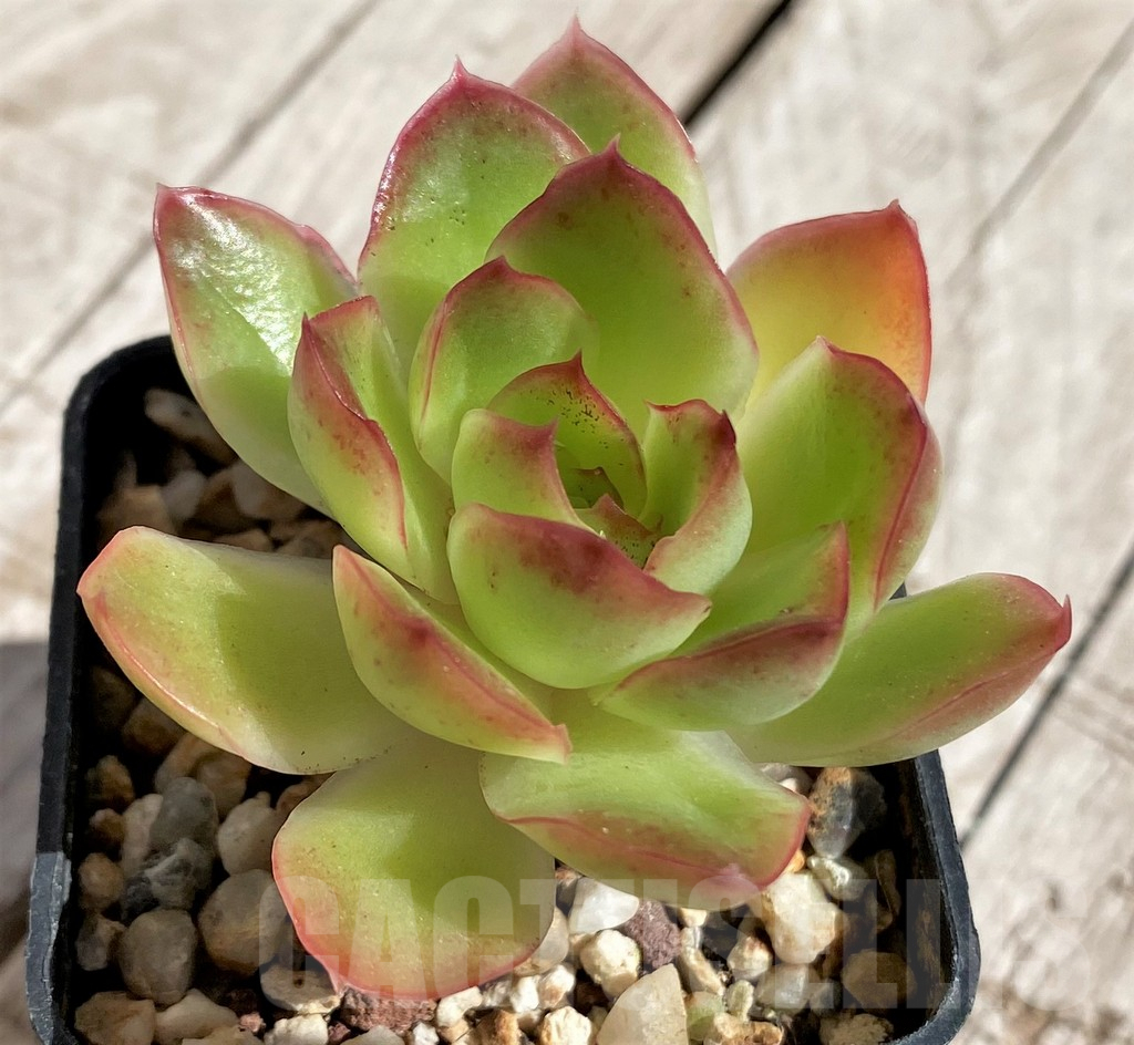 SH2938 Echeveria hybrid - Зображення 2