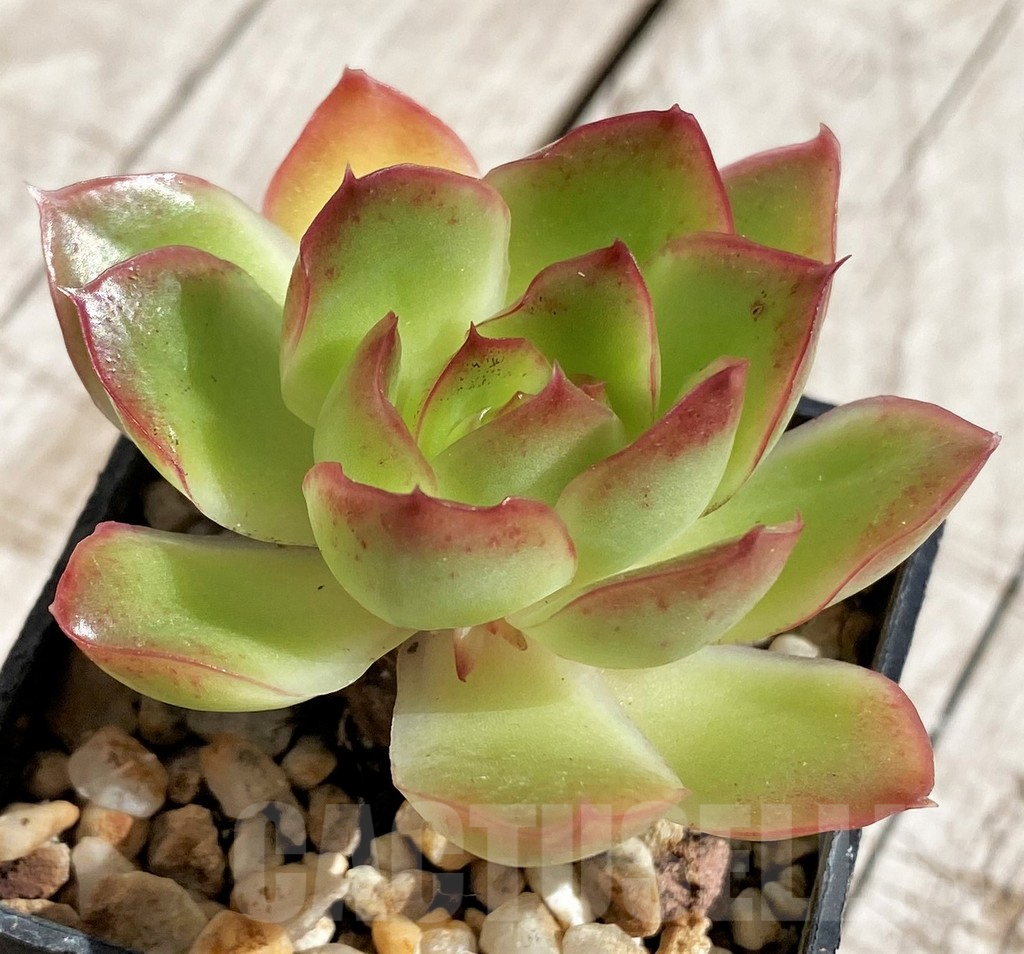 SH2938 Echeveria hybrid