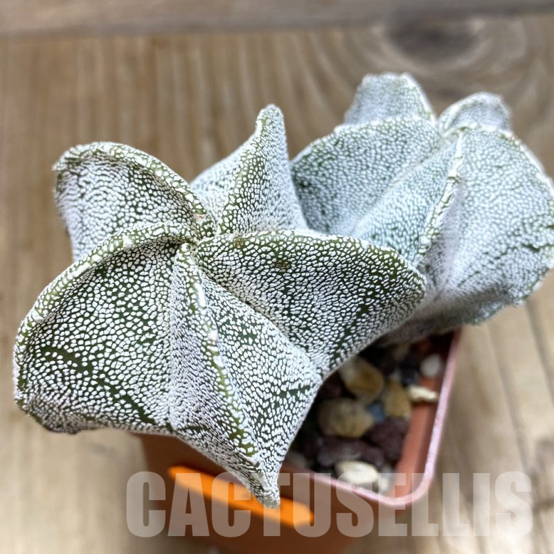 SH441 Astrophytum myriostigma 'Onzuka' hybrid