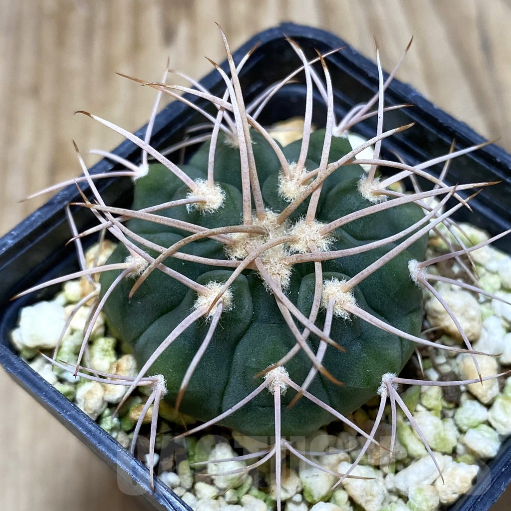 SH456 Gymnocalycium castellanosii, ex MG 460.5