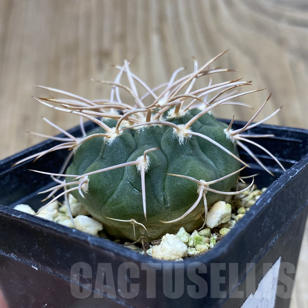 SH456 Gymnocalycium castellanosii, ex MG 460.5 - immagine 2
