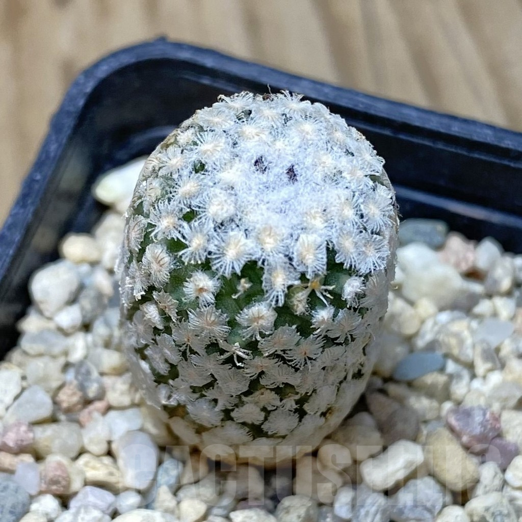 SH458 Turbinicarpus valdezianus v. albiflorus old 6 years