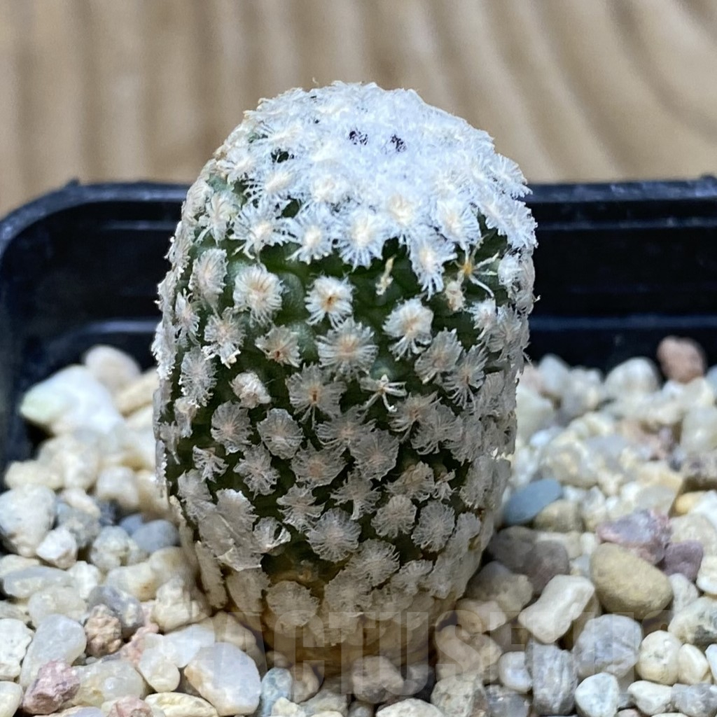 SH458 Turbinicarpus valdezianus v. albiflorus old 6 years - immagine 2
