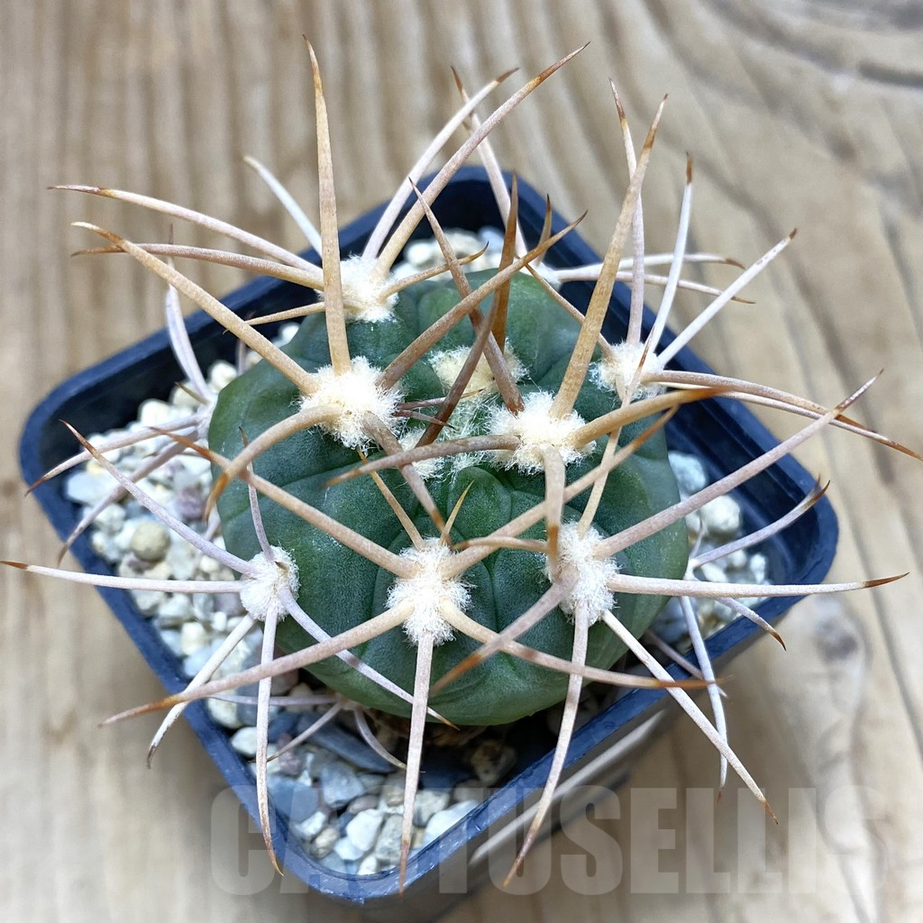 SH462 Gymnocalycium mazanense v. polycephalum P 223