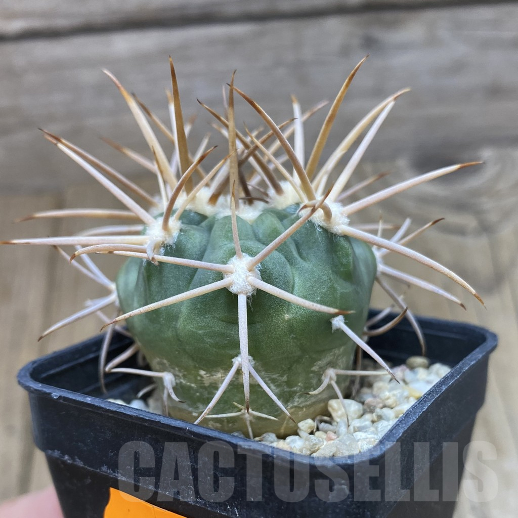 SH462 Gymnocalycium mazanense v. polycephalum P 223 - Obrázek 2
