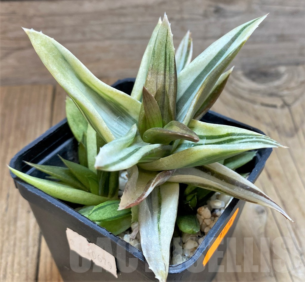 SH1176 Alworthia 'Black gem' f. variegata