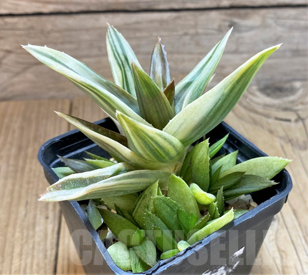 SH1176 Alworthia 'Black gem' f. variegata - immagine 2