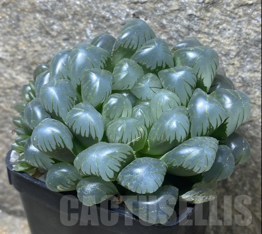 VVG18055 Haworthia obtusa ‘Purple Dodson’
