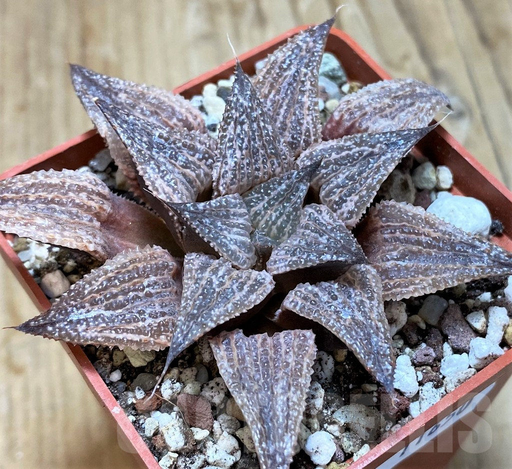 SH11650 Haworthia hybrid PP109