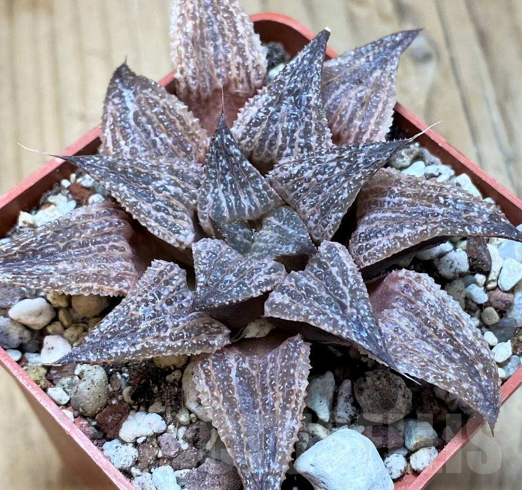 SH11650 Haworthia hybrid PP109 - Obrázek 2