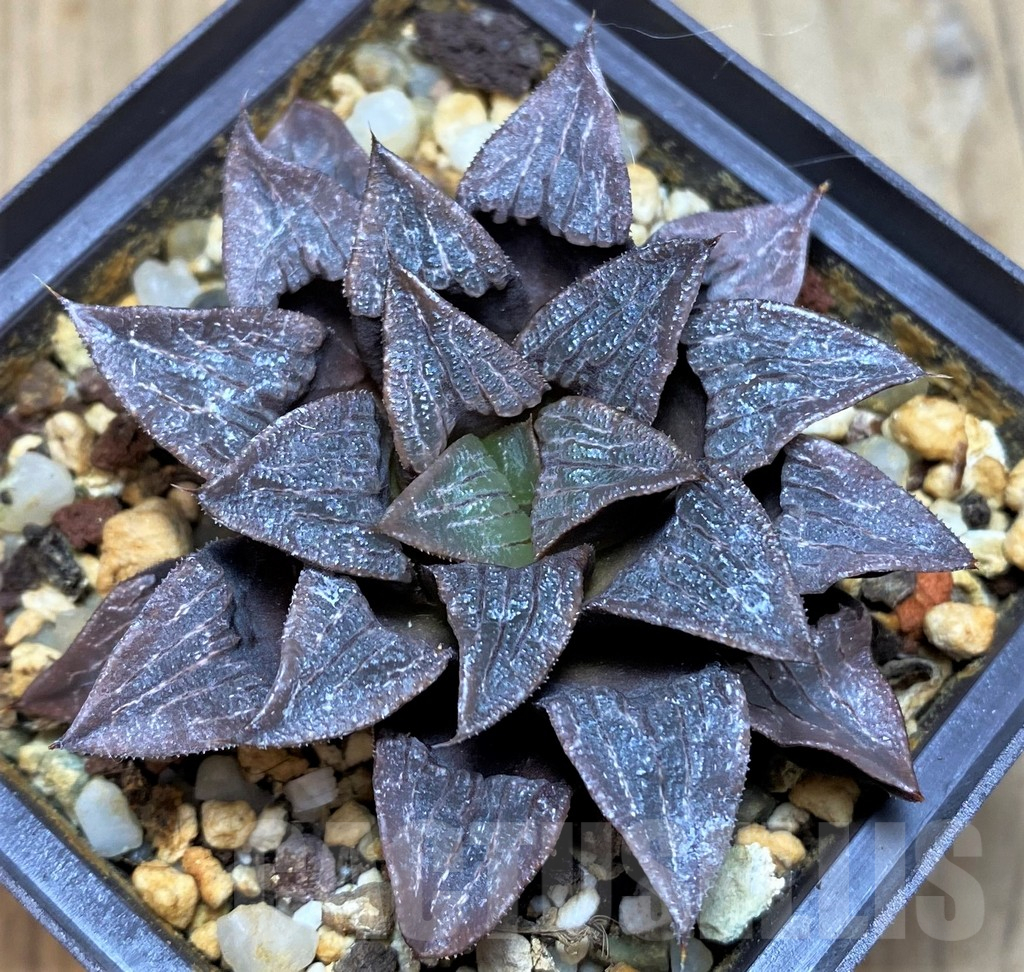 SH11651 Haworthia bayeri hybrid