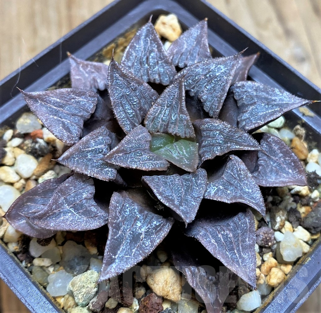 SH11651 Haworthia bayeri hybrid - immagine 2