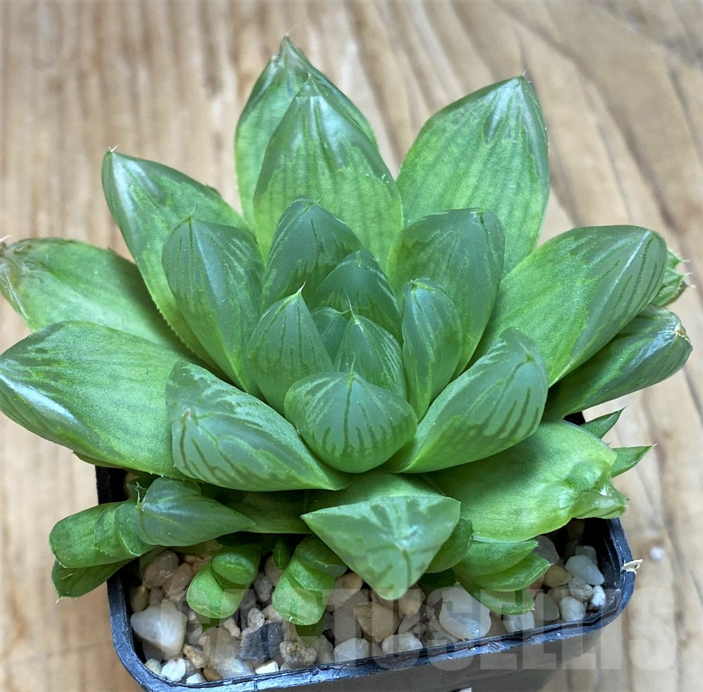 SH11599 Haworthia obtusa - Image 2