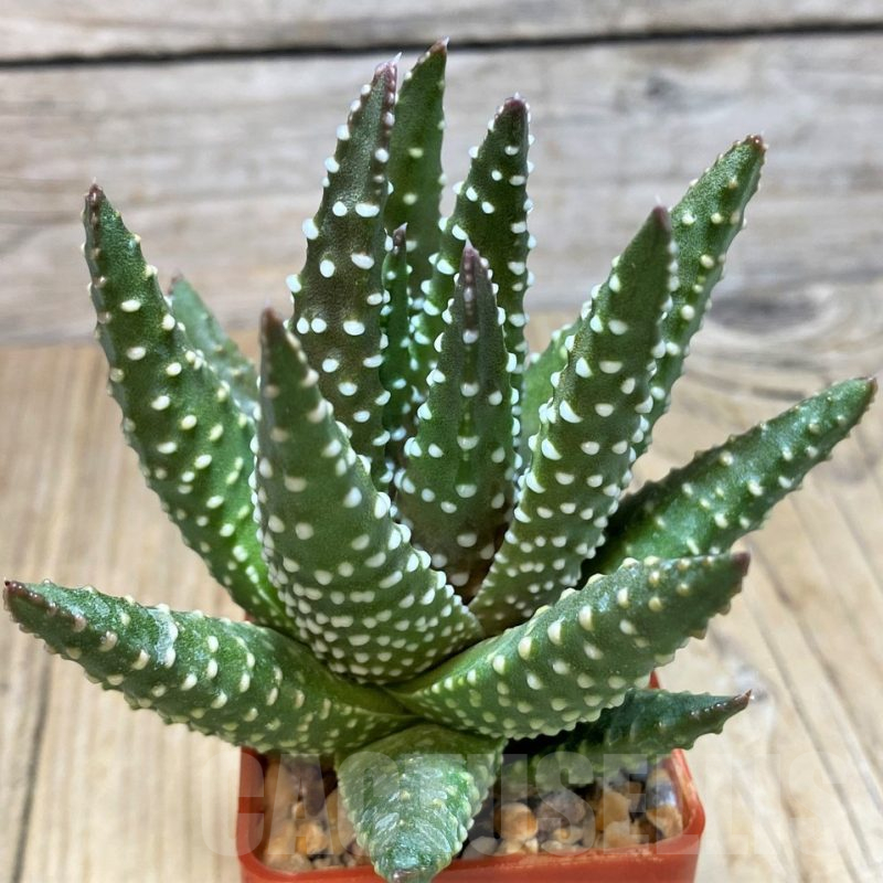 SH11611 Haworthia pumila