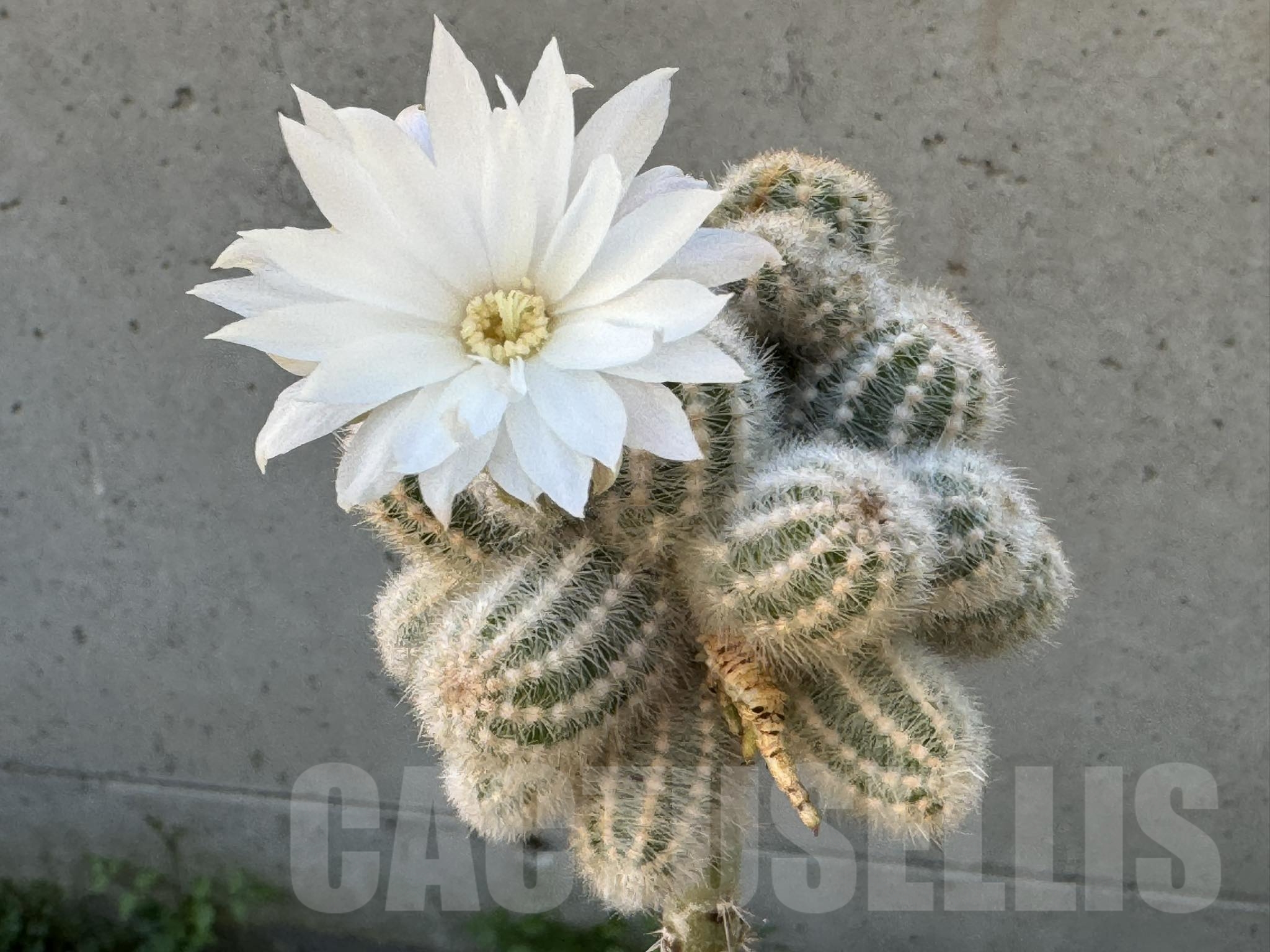 SHPR12856 Pygmaeocereus rowleyanus