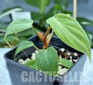 LABOO4 Philodendron 'El Choco Red'