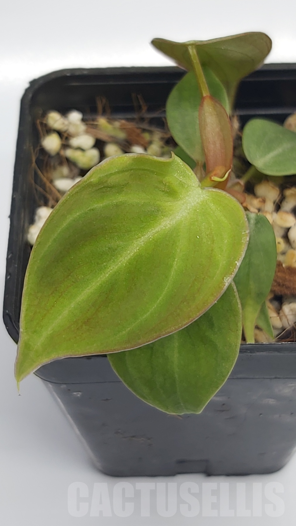 LABOO4 Philodendron 'El Choco Red' - Image 3