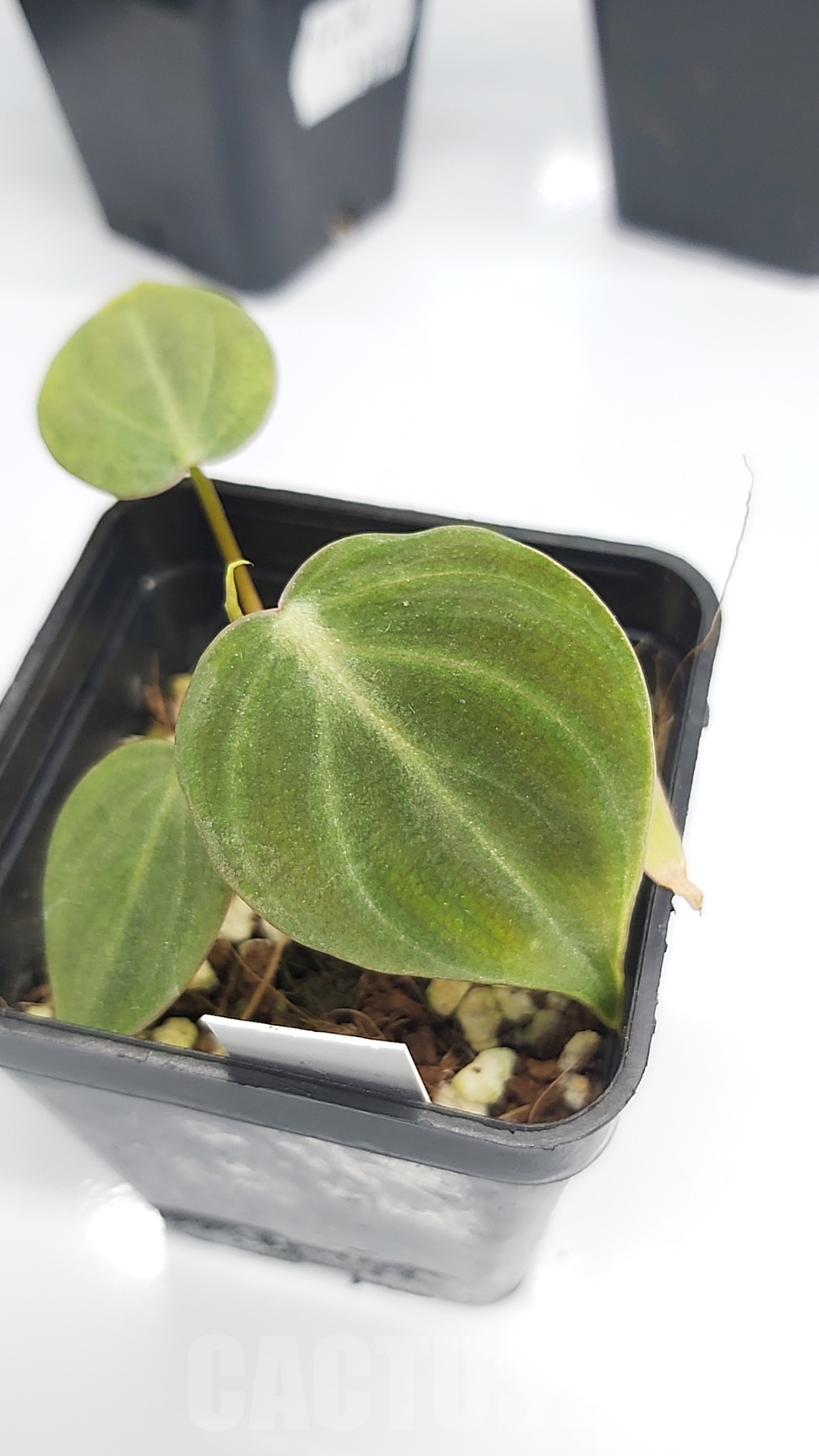 LABOO4 Philodendron 'El Choco Red' - Image 4