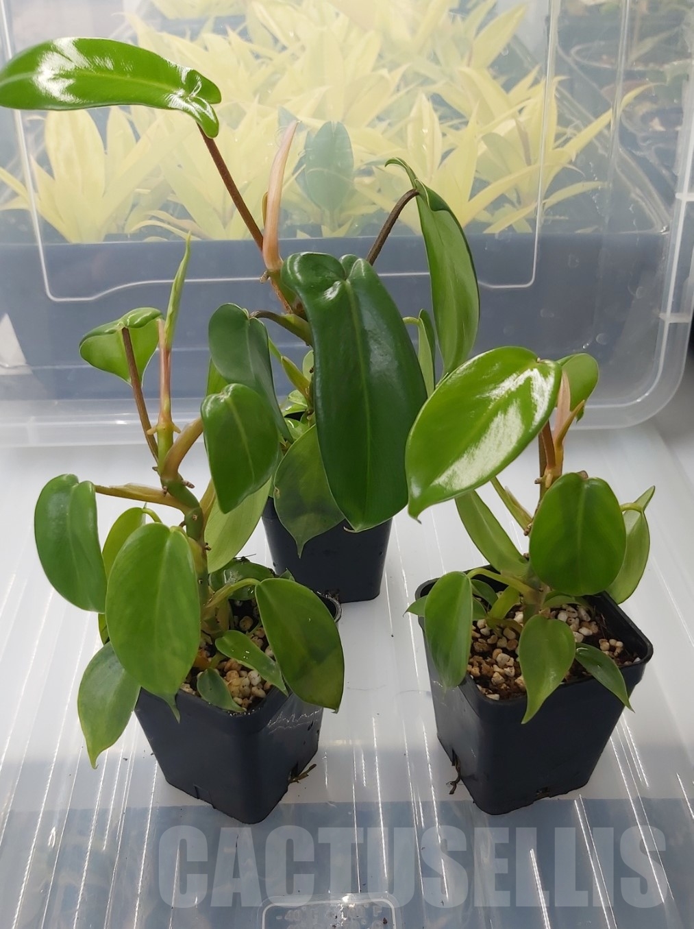 LAB064 Philodendron 'Florida Beauty' - Image 2