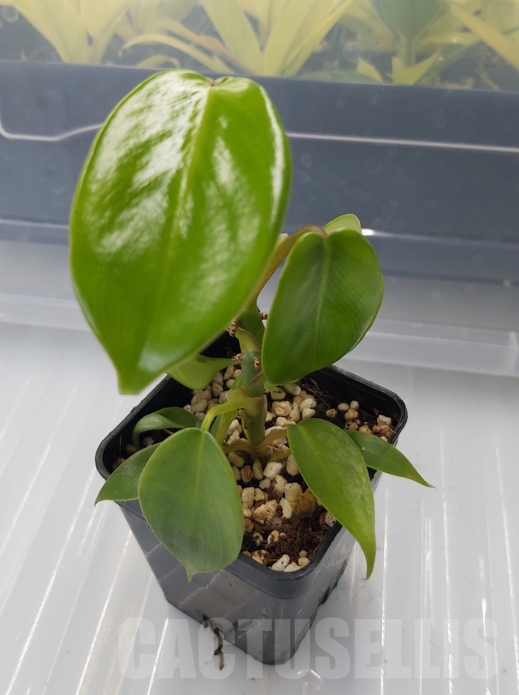 LAB064 Philodendron 'Florida Beauty'