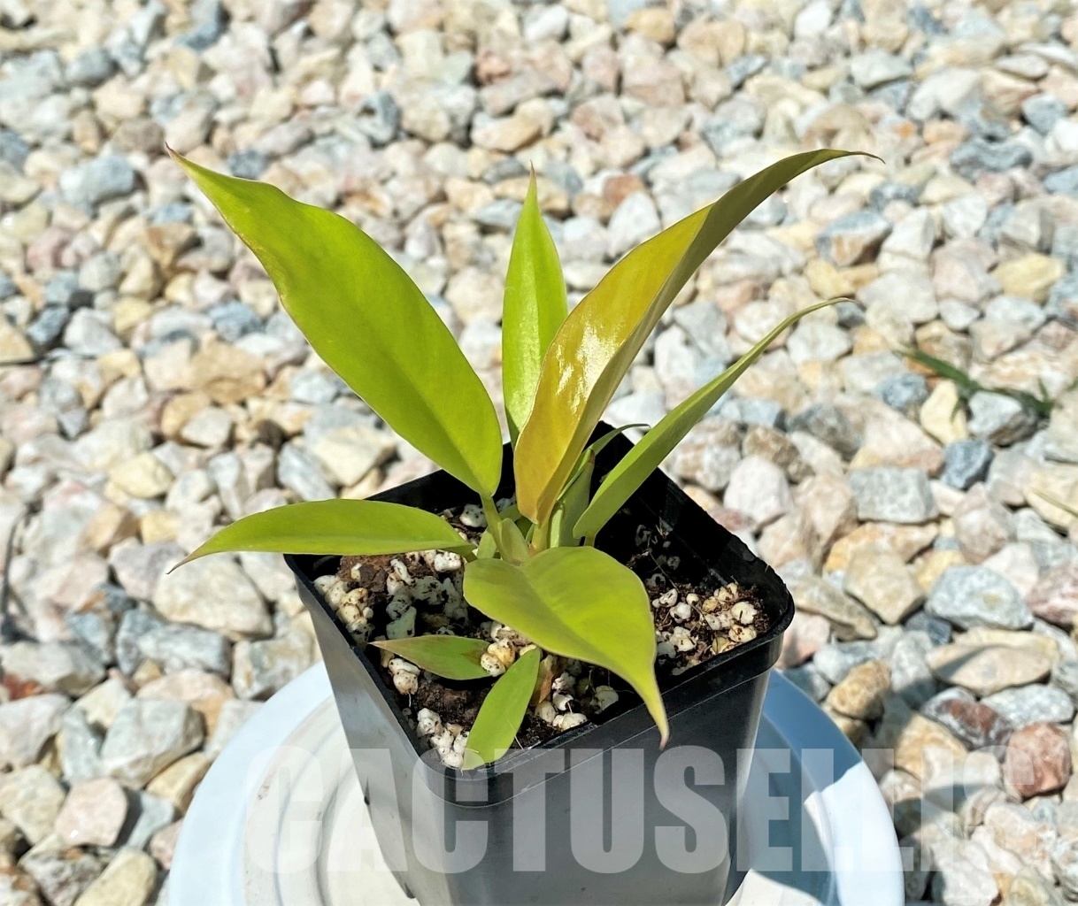 LABOO3 Philodendron 'Golden Crocodile'