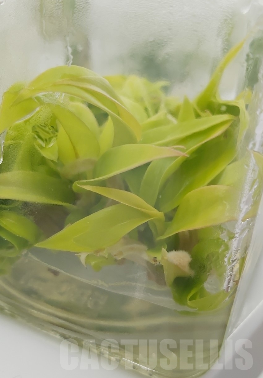 LAB034E Philodendron 'Golden Crocodile' 10 TC plants