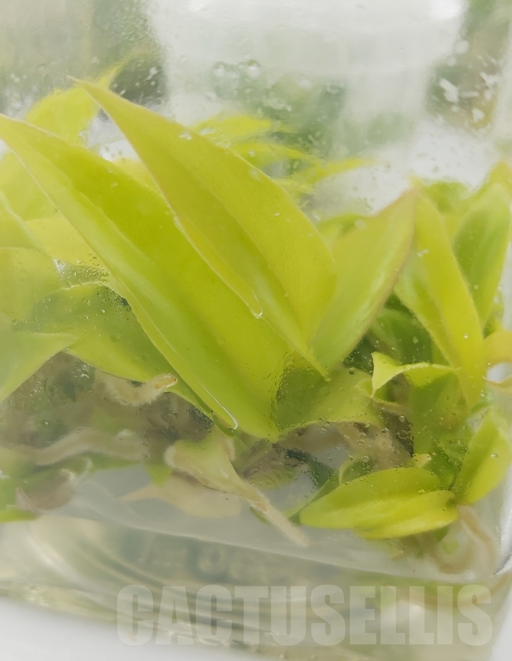 LAB034E Philodendron 'Golden Crocodile' 10 TC plants - Image 5