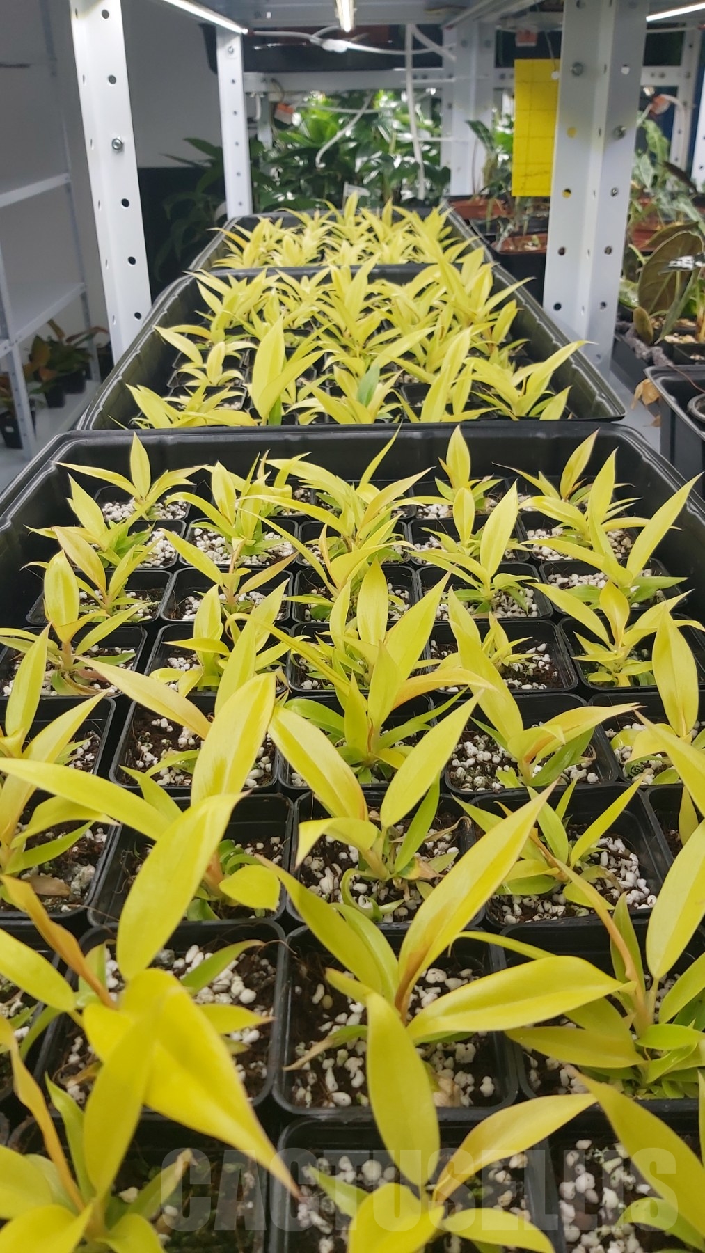 LABOO3 Philodendron 'Golden Crocodile' - Image 3