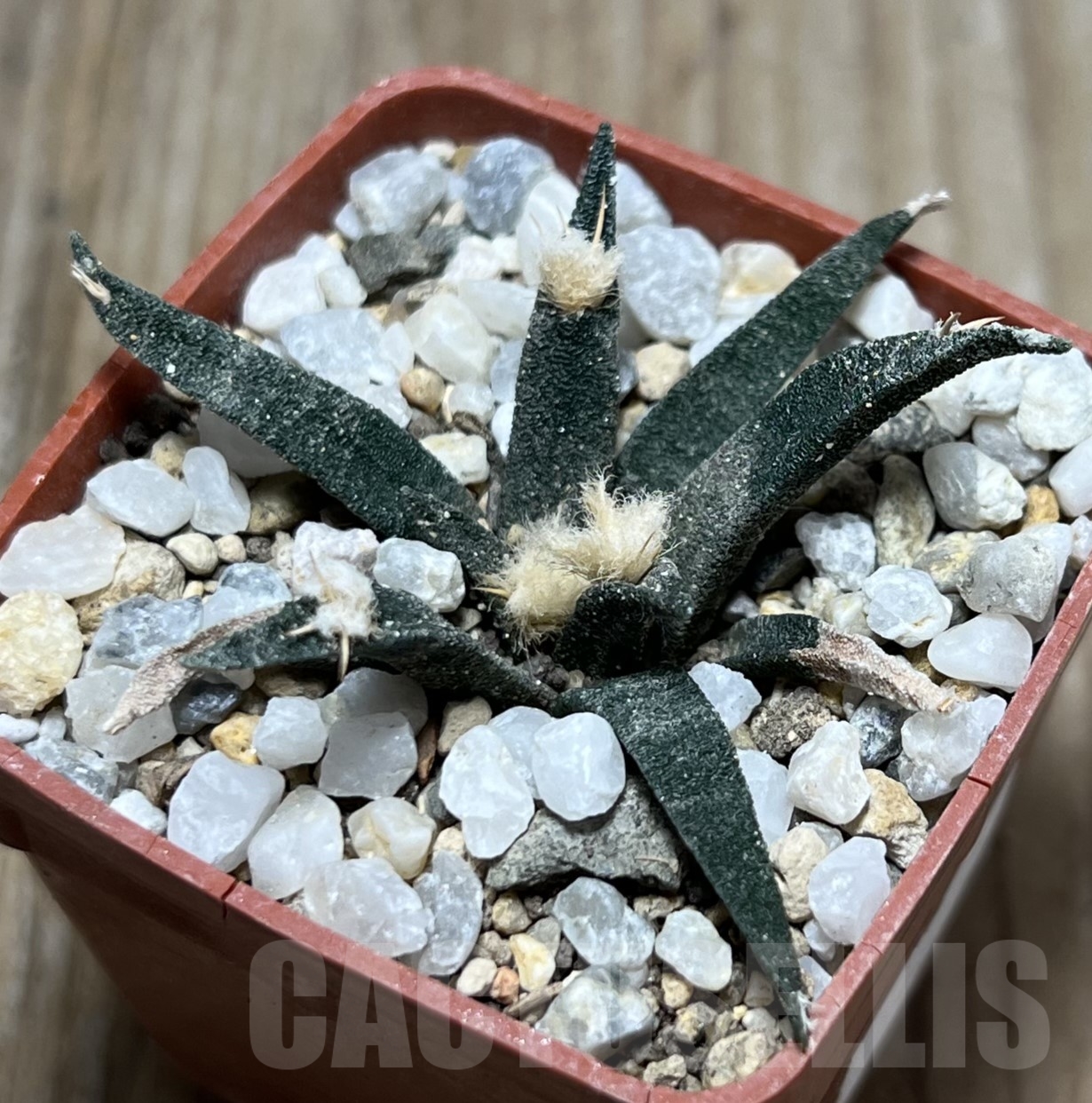 SHPR19412 Ariocarpus agavoides