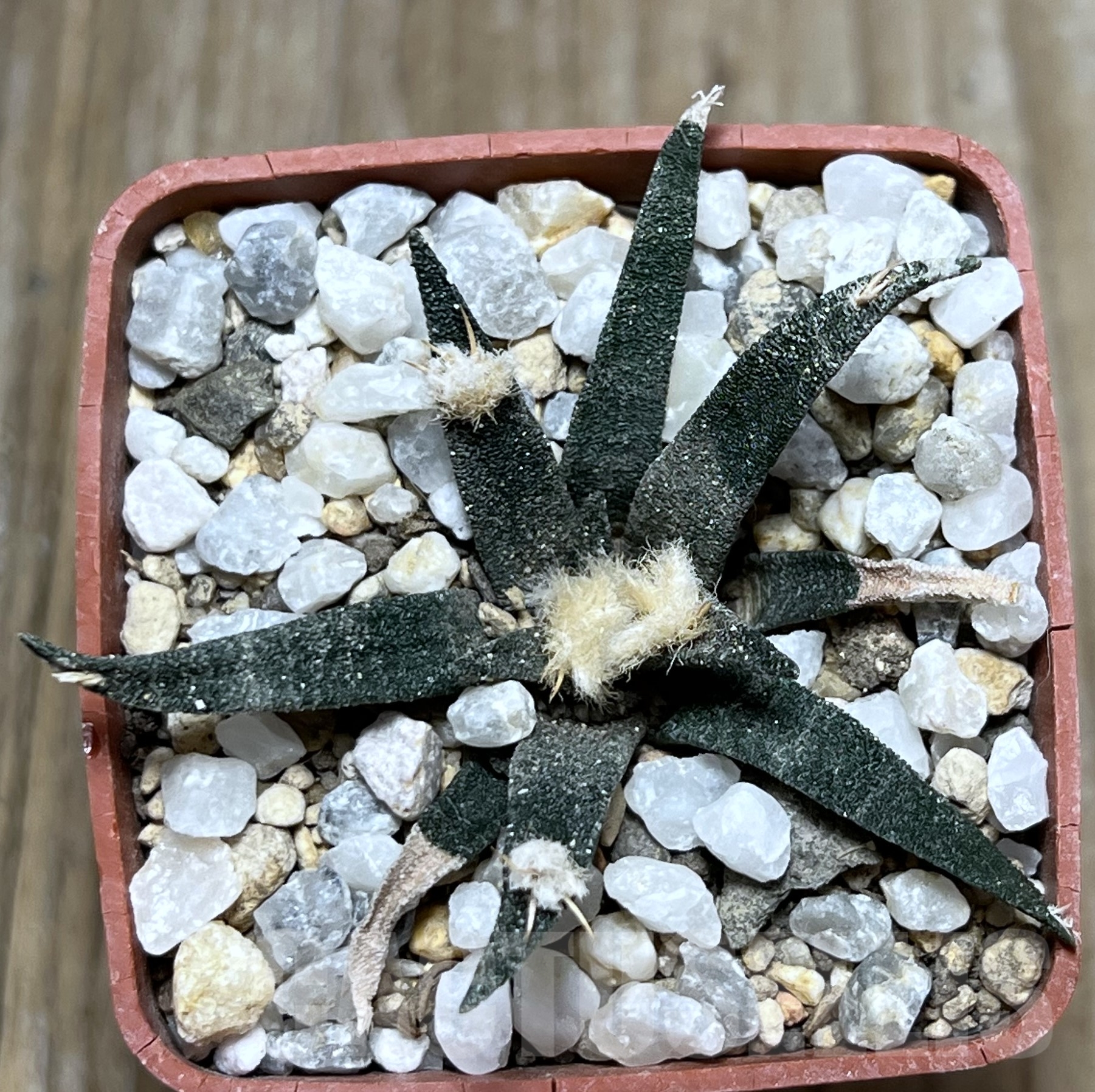 SHPR19412 Ariocarpus agavoides - Image 2