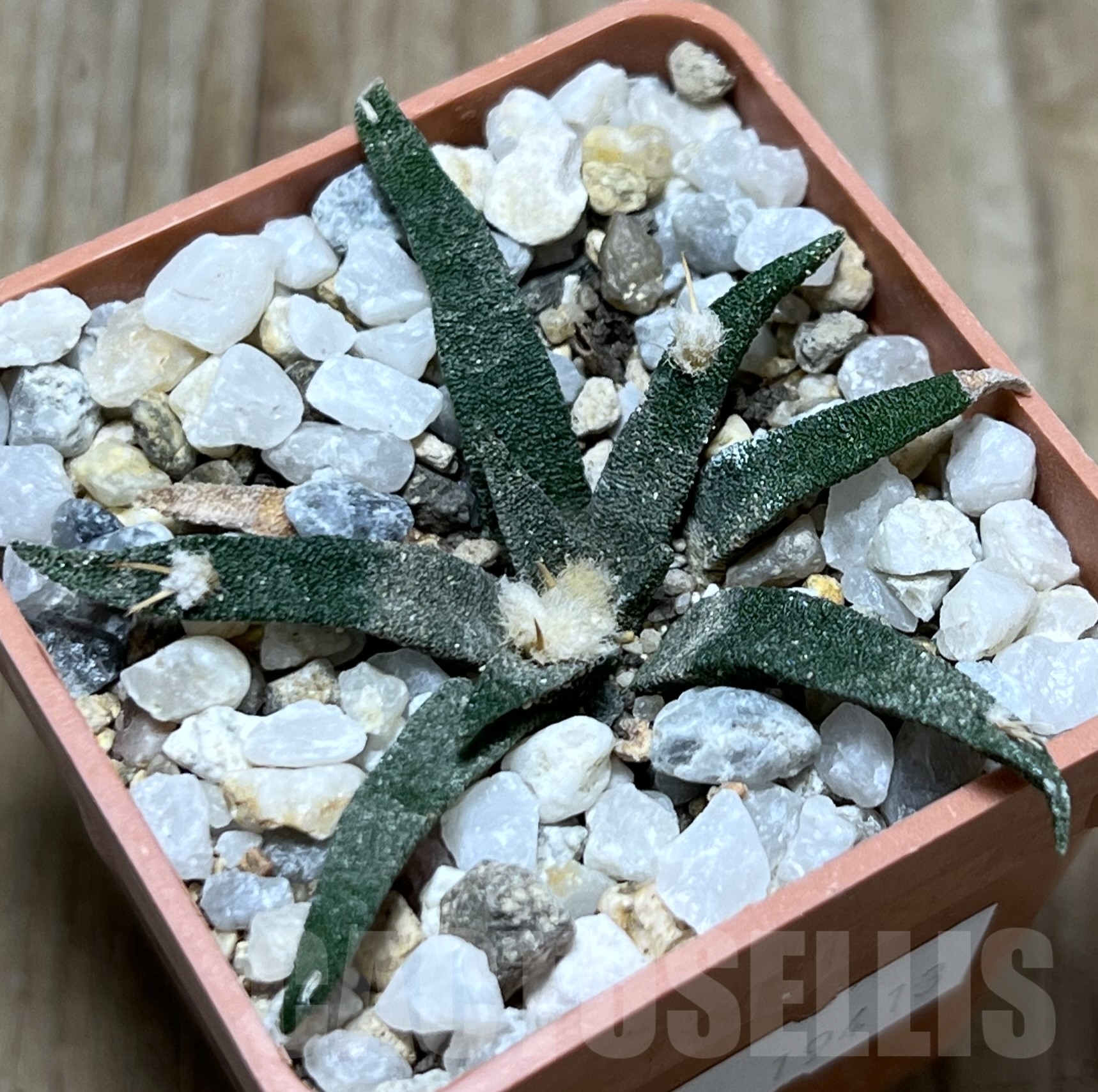 SHPR19413 Ariocarpus agavoides