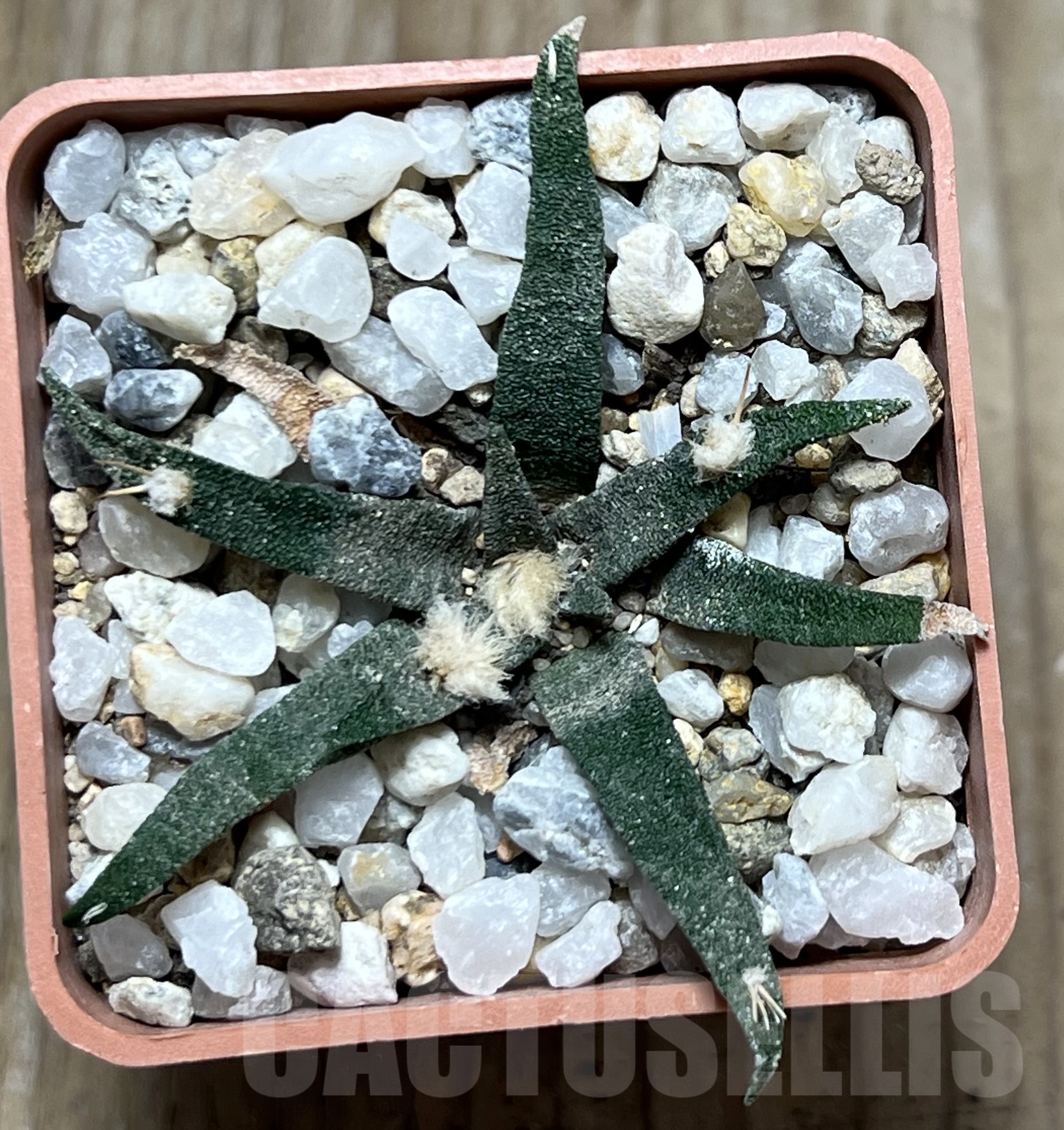 SHPR19413 Ariocarpus agavoides - Image 2