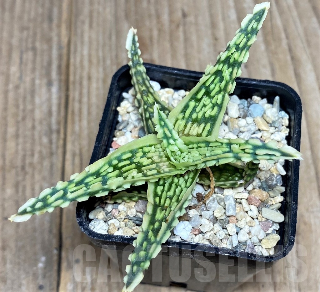 SHPR18852 Aloe TCT hybrid - Image 2