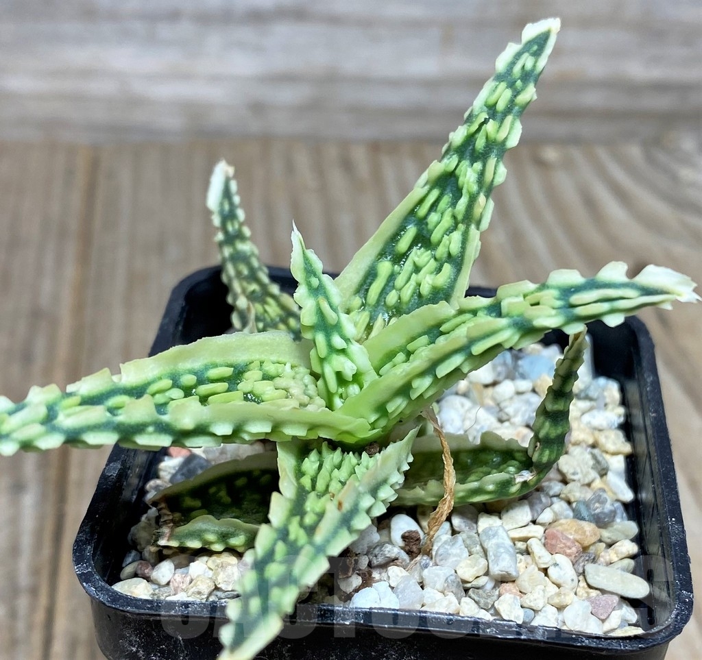 SHPR18852 Aloe TCT hybrid